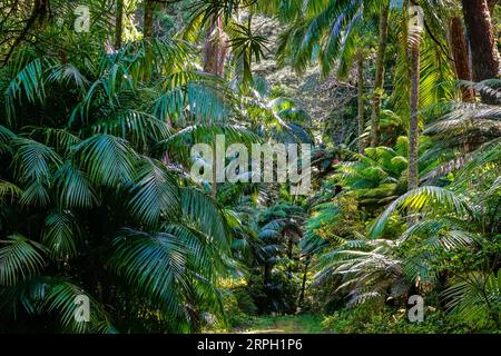 Une vaste collection de palmiers dans la vallée des palmiers au jardin botanique Jose do Canto au lac Furnas sur l'île azoréenne de Sao Miguel à Furnãs, Portugal. Banque D'Images