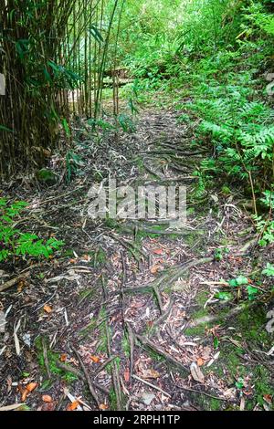 Les racines des arbres recouvrent le sol forestier du jardin botanique Jose do Canto au lac Furnas sur l'île azoréenne de Sao Miguel à Furnãs, Portugal. Banque D'Images