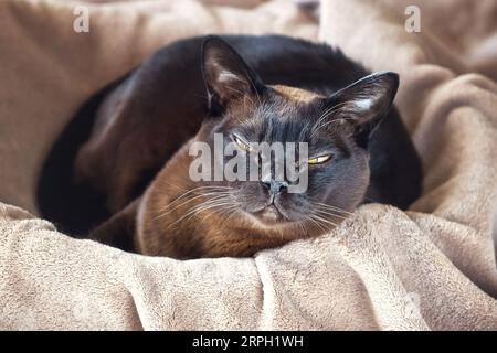 Chat birman allongé dans un panier. Vue de dessus. Banque D'Images