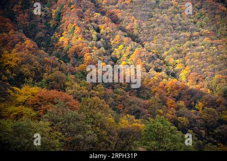 191028 -- SHENNONGJIA, le 28 octobre 2019 -- une photo prise le 28 octobre 2019 montre le paysage automnal du parc national de Shennongjia, dans la province du Hubei en Chine centrale. CHINA-HUBEI-SHENNONGJIA-AUTOMNE DÉCOR CN DUXHUAJU PUBLICATIONXNOTXINXCHN Banque D'Images