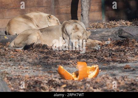 191101 -- BUDAPEST, 1 novembre 2019 -- les lions asiatiques se reposent près d'une citrouille d'Halloween comme un régal d'Halloween au zoo et jardin botanique de Budapest, Hongrie, 31 octobre 2019. Photo de /Xinhua HUNGARY-BUDAPEST-ZOO-HALLOWEEN AttilaxVolgyi PUBLICATIONxNOTxINxCHN Banque D'Images