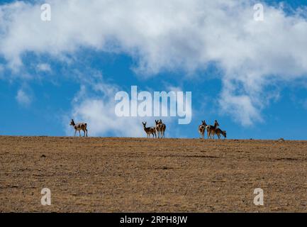 191102 -- BEIJING, 2 novembre 2019 -- une photo prise le 31 octobre 2019 montre un troupeau d antilopes tibétaines près du lac Baiku Co Baiku, dans la région autonome du Tibet du sud-ouest de la Chine. PHOTOS XINHUA DU JOUR SunxFei PUBLICATIONxNOTxINxCHN Banque D'Images