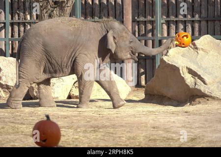 191102 -- BEIJING, le 2 novembre 2019 -- un éléphant asiatique est vu avec des citrouilles d'Halloween comme un régal d'Halloween au zoo et jardin botanique de Budapest, Hongrie, le 31 octobre 2019. Photo de /Xinhua XINHUA PHOTOS DU JOUR AttilaxVolgyi PUBLICATIONxNOTxINxCHN Banque D'Images