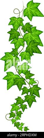 Branche de lierre suspendue. Vert feuilles de vigne rampante Illustration de Vecteur