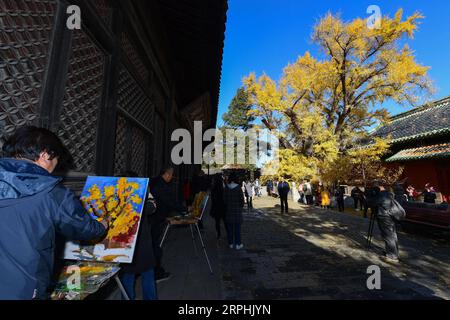 191111 -- PÉKIN, le 11 novembre 2019 -- Un homme peint un ancien ginkgo au temple Dajue à Pékin, capitale de la Chine, le 11 novembre 2019. CHINA-BEIJING-DAJUE TEMPLE-GINKGO CN YINXDONGXUN PUBLICATIONXNOTXINXCHN Banque D'Images