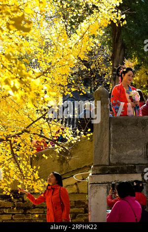 191111 -- PÉKIN, 11 novembre 2019 -- des touristes prennent des photos à côté des arbres de ginkgo anciens au temple Dajue à Pékin, capitale de la Chine, le 11 novembre 2019. CHINA-BEIJING-DAJUE TEMPLE-GINKGO CN YINXDONGXUN PUBLICATIONXNOTXINXCHN Banque D'Images