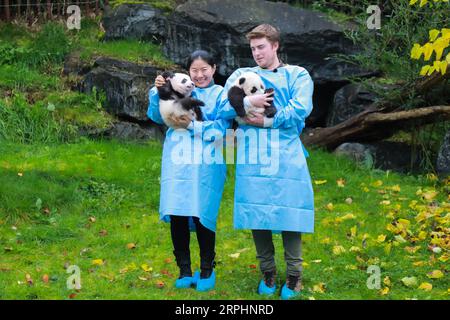 191114 -- BRUGELETTE, 14 novembre 2019 -- les gardiens tiennent les jumeaux panda Bao Di L et Bao Mei au zoo Pairi Daiza à Brugelette, Belgique, le 14 novembre 2019. Les jumeaux panda géants qui ont été accouchés en août par le panda géant Hao Hao, ont reçu des noms officiels lors de leur célébration de 100 jours jeudi. Le petit mâle a été nommé Bao Di et le petit femelle a été nommé Bao Mei. Hao Hao a été prêté par le gouvernement chinois à la Belgique en 2014. La paire de petits pandas géants était le deuxième et le troisième petits nés dans le zoo de Pairi Daiza, après la naissance en juin 2016 de Tian Bao, le premier panda géant jamais bo Banque D'Images