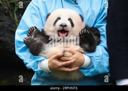 Bilder des Jahres 2019, Entertainment 11 novembre Entertainment Themen der Woche KW46 Entertainment Bilder des Tages 191114 -- BRUGELETTE, 14 novembre 2019 -- Un gardien de zoo tient le panda Bao Di au zoo Pairi Daiza à Brugelette, Belgique, 14 novembre 2019. Les jumeaux panda géants qui ont été accouchés en août par le panda géant Hao Hao, ont reçu des noms officiels lors de leur célébration de 100 jours jeudi. Le petit mâle a été nommé Bao Di et le petit femelle a été nommé Bao Mei. Hao Hao a été prêté par le gouvernement chinois à la Belgique en 2014. La paire de petits panda géants étaient les deuxième et troisième petits bo Banque D'Images