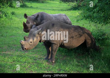 191117 -- KIGALI, le 17 novembre 2019 -- deux rhinocéros noirs sont observés dans le parc national d'Akagera, dans l'est du Rwanda, le 16 novembre 2019. Depuis 2010, le parc national de l’Akagera a connu un renouveau, le braconnage ayant pratiquement disparu, ce qui a permis de réintroduire des espèces clés, notamment des lions en 2015, dont le nombre a triplé depuis, et des rhinocéros en 2017, une décennie après leur dernière observation au Rwanda. En juin 2019, cinq autres rhinocéros noirs en danger critique d'extinction provenant d'Europe ont été transférés dans le parc. LYU Tianran RWANDA-PARC NATIONAL AKAGERA-RÉINTRODUCTION-LIONS ET RHINOCÉROS LvxTianran PUBLICATIONxNOTxINxCHN Banque D'Images