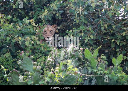 191117 -- KIGALI, le 17 novembre 2019 -- Un lion jette un coup d'œil d'un arbre dans le parc national d'Akagera, dans l'est du Rwanda, le 17 novembre 2019. Depuis 2010, le parc national de l’Akagera a connu un renouveau, le braconnage ayant pratiquement disparu, ce qui a permis de réintroduire des espèces clés, notamment des lions en 2015, dont le nombre a triplé depuis, et des rhinocéros en 2017, une décennie après leur dernière observation au Rwanda. En juin 2019, cinq autres rhinocéros noirs en danger critique d'extinction provenant d'Europe ont été transférés dans le parc. LYU Tianran RWANDA-PARC NATIONAL AKAGERA-RÉINTRODUCTION-LIONS ET RHINOCÉROS LvxTianran PUBLICATIONxNOTxINxCHN Banque D'Images