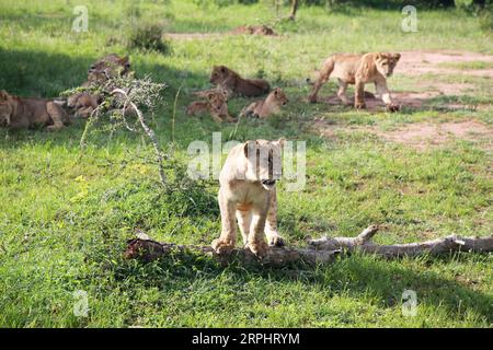 191117 -- KIGALI, le 17 novembre 2019 -- des lions sont vus dans le parc national d'Akagera, dans l'est du Rwanda, le 17 novembre 2019. Depuis 2010, le parc national de l’Akagera a connu un renouveau, le braconnage ayant pratiquement disparu, ce qui a permis de réintroduire des espèces clés, notamment des lions en 2015, dont le nombre a triplé depuis, et des rhinocéros en 2017, une décennie après leur dernière observation au Rwanda. En juin 2019, cinq autres rhinocéros noirs en danger critique d'extinction provenant d'Europe ont été transférés dans le parc. LYU Tianran RWANDA-PARC NATIONAL AKAGERA-RÉINTRODUCTION-LIONS ET RHINOCÉROS LvxTianran PUBLICATIONxNOTxINxCHN Banque D'Images