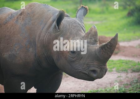 191117 -- KIGALI, le 17 novembre 2019 -- Un rhinocéros noir est vu dans le parc national d'Akagera, dans l'est du Rwanda, le 16 novembre 2019. Depuis 2010, le parc national de l’Akagera a connu un renouveau, le braconnage ayant pratiquement disparu, ce qui a permis de réintroduire des espèces clés, notamment des lions en 2015, dont le nombre a triplé depuis, et des rhinocéros en 2017, une décennie après leur dernière observation au Rwanda. En juin 2019, cinq autres rhinocéros noirs en danger critique d'extinction provenant d'Europe ont été transférés dans le parc. LYU Tianran RWANDA-PARC NATIONAL AKAGERA-RÉINTRODUCTION-LIONS ET RHINOCÉROS LvxTianran PUBLICATIONxNOTxINxCHN Banque D'Images