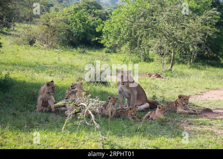 191117 -- KIGALI, le 17 novembre 2019 -- des lions sont vus dans le parc national d'Akagera, dans l'est du Rwanda, le 17 novembre 2019. Depuis 2010, le parc national de l’Akagera a connu un renouveau, le braconnage ayant pratiquement disparu, ce qui a permis de réintroduire des espèces clés, notamment des lions en 2015, dont le nombre a triplé depuis, et des rhinocéros en 2017, une décennie après leur dernière observation au Rwanda. En juin 2019, cinq autres rhinocéros noirs en danger critique d'extinction provenant d'Europe ont été transférés dans le parc. RWANDA-PARC NATIONAL AKAGERA-RÉINTRODUCTION-LIONS ET RHINOCÉROS LYUXTIANRAN PUBLICATIONXNOTXINXCHN Banque D'Images