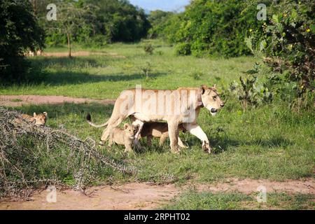 191117 -- KIGALI, le 17 novembre 2019 -- Une femme lion marche avec des oursons dans le parc national d'Akagera, dans l'est du Rwanda, le 17 novembre 2019. Depuis 2010, le parc national de l’Akagera a connu un renouveau, le braconnage ayant pratiquement disparu, ce qui a permis de réintroduire des espèces clés, notamment des lions en 2015, dont le nombre a triplé depuis, et des rhinocéros en 2017, une décennie après leur dernière observation au Rwanda. En juin 2019, cinq autres rhinocéros noirs en danger critique d'extinction provenant d'Europe ont été transférés dans le parc. LYU Tianran RWANDA-PARC NATIONAL AKAGERA-RÉINTRODUCTION-LIONS ET RHINOCÉROS LvxTianran PUBLICATIONxNOTxINxCHN Banque D'Images