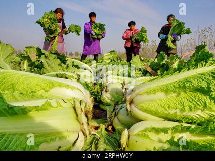 191118 -- SHIJIAZHUANG, le 18 novembre 2019 -- des agriculteurs récoltent des choux chinois dans le village de Xujiahecao, dans la ville de Xiaomazhuang à Luanzhou, dans la province du Hebei du nord de la Chine, le 18 novembre 2019. Ces dernières années, la ville de Xiaomazhuang a optimisé la structure croissante de l'industrie agricole, ce qui inclut la promotion de la culture de légumes, visant à augmenter les revenus des agriculteurs. Selon les autorités locales, la zone de culture de légumes dans la ville couvre plus de 1 333 hectares avec une valeur de production annuelle de 350 millions de yuans environ 50 millions de dollars américains. CHINE-HEBEI-LUANZHOU-INDUSTRIE VÉGÉTALE CN YANGXSHIYAO PUBLICATIONXNOTXI Banque D'Images