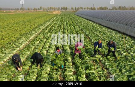 191118 -- SHIJIAZHUANG, le 18 novembre 2019 -- des agriculteurs récoltent des choux chinois dans le village de Xujiahecao, dans la ville de Xiaomazhuang à Luanzhou, dans la province du Hebei du nord de la Chine, le 18 novembre 2019. Ces dernières années, la ville de Xiaomazhuang a optimisé la structure croissante de l'industrie agricole, ce qui inclut la promotion de la culture de légumes, visant à augmenter les revenus des agriculteurs. Selon les autorités locales, la zone de culture de légumes dans la ville couvre plus de 1 333 hectares avec une valeur de production annuelle de 350 millions de yuans environ 50 millions de dollars américains. CHINE-HEBEI-LUANZHOU-INDUSTRIE VÉGÉTALE CN YANGXSHIYAO PUBLICATIONXNOTXI Banque D'Images