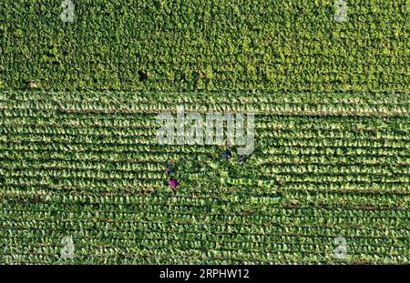 191118 -- SHIJIAZHUANG, le 18 novembre 2019 -- une photo aérienne prise le 18 novembre 2019 montre des agriculteurs récoltant des choux chinois dans un champ du village de Xujiahecao de la ville de Xiaomazhuang à Luanzhou, dans la province du Hebei, dans le nord de la Chine. Ces dernières années, la ville de Xiaomazhuang a optimisé la structure croissante de l'industrie agricole, ce qui inclut la promotion de la culture de légumes, visant à augmenter les revenus des agriculteurs. Selon les autorités locales, la zone de culture de légumes dans la ville couvre plus de 1 333 hectares avec une valeur de production annuelle de 350 millions de yuans environ 50 millions de dollars américains. CHINE-HEBEI-LUANZHOU-LÉGUME Banque D'Images