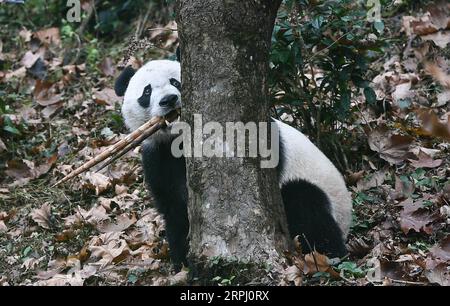 191122 -- PÉKIN, le 22 novembre 2019 -- le panda géant mâle né aux États-Unis BEI est vu après son retour des États-Unis à la base de panda Bifengxia du Centre chinois de conservation et de recherche sur le panda géant à ya an, dans le sud-ouest de la Chine, province du Sichuan, le 21 novembre 2019. Le panda géant BEI BEI, qui est né et a grandi au zoo national Smithsonian à Washington D.C. pendant plus de quatre ans, est parti pour le prochain chapitre de sa vie en Chine mardi. BEI BEI rencontrera officiellement le public en Chine après un mois de quarantaine. PHOTOS XINHUA DU JOUR XuexYubin PUBLICATIONxNOTxINxCHN Banque D'Images