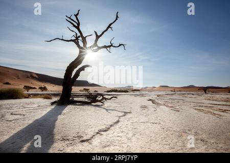 Une étoile éclate de lumière du soleil traverse un camélis mort à Deadvlei, Sossusvlei, Namibie. Banque D'Images