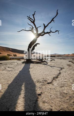 Une étoile éclate de lumière du soleil traverse un camélis mort à Deadvlei, Sossusvlei, Namibie. Banque D'Images