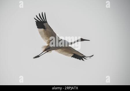 191203 -- NANCHANG, le 3 décembre 2019 -- Une grue blanche survole une zone humide de Wuxing Farm à Nanchang, dans la province de Jiangxi, dans l'est de la Chine, le 3 décembre 2019. CHINE-JIANGXI-NANCHANG-GRUE BLANCHE CN ZHOUXMI PUBLICATIONXNOTXINXCHN Banque D'Images