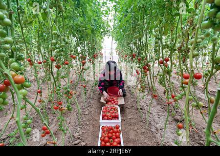 191207 -- BEIJING, le 7 décembre 2019 -- Un agriculteur récolte des tomates dans une serre du village de Xiaohuozhuangzi, dans le canton de GUMA, à Luanzhou, dans la province du Hebei, dans le nord de la Chine, le 6 décembre 2019. La culture de produits agricoles hors saison a non seulement stimulé les revenus des agriculteurs locaux, mais a également assuré l'approvisionnement en légumes et en fruits d'hiver des villes voisines, notamment Beijing et Tianjin. PHOTOS XINHUA DU JOUR MuxYu PUBLICATIONxNOTxINxCHN Banque D'Images