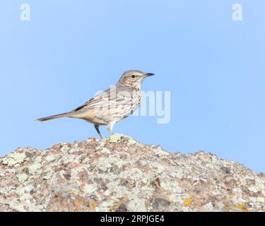 Un Sage Thrasher dans le Wyoming, USA. Banque D'Images