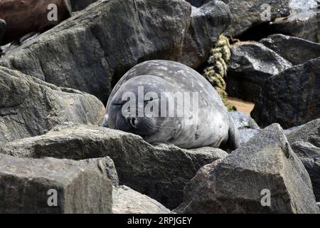 Divertissement Bilder des Tages 191209 -- COLOMBO, le 9 décembre 2019 -- Un éléphant de mer du sud est vu dans la zone côtière de la capitale Colombo au Sri Lanka, le 9 décembre 2019. Un éléphant de mer du sud a été repéré pour la première fois dans les eaux sri-lankaises et a attiré de nombreux habitants alors qu'il affluait au large des côtes de la capitale Colombo à la recherche d'un endroit pour transporter, selon les médias locaux. Le phoque a été repéré pour la première fois dans les eaux méridionales du Sri lanka, au large de la ville touristique d'Unawatuna, située à environ 144 km de Colombo, la capitale, à la mi-novembre. Depuis lors, il a fait son chemin jusqu'à la côte ouest du Sri L. Banque D'Images