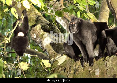 Un juvénile de macaque à crête (Macaca nigra) joue en accrochant à une branche d'arbre, alors qu'un adulte regarde dans la forêt de Tangkoko, Sulawesi du Nord, en Indonésie. Les scientifiques de primates du projet Macaca Nigra ont observé que les groupes de macaques à crête avec plus de femelles adultes sont mieux en mesure de défendre les ressources (alimentaires) contre d'autres groupes--l'un des facteurs déterminant les chances de survie. Cependant, le changement climatique peut réduire la pertinence de l’habitat des espèces de primates, ce qui pourrait les forcer à quitter les habitats sûrs et à faire face à plus de conflits potentiels avec les humains, disent les scientifiques. Banque D'Images