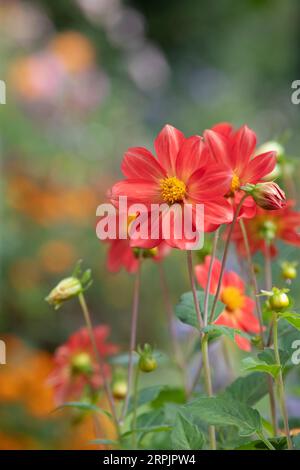 Dahlia à fleurs uniques couleur pêche dans un jardin anglais. ROYAUME-UNI Banque D'Images