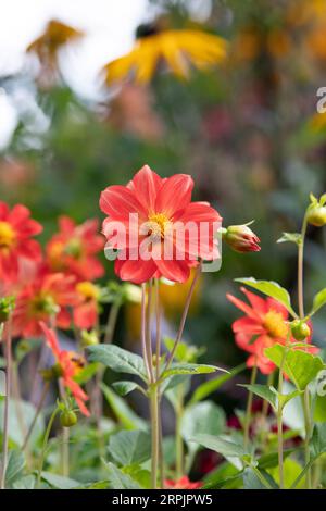 Dahlia à fleurs uniques couleur pêche dans un jardin anglais. ROYAUME-UNI Banque D'Images