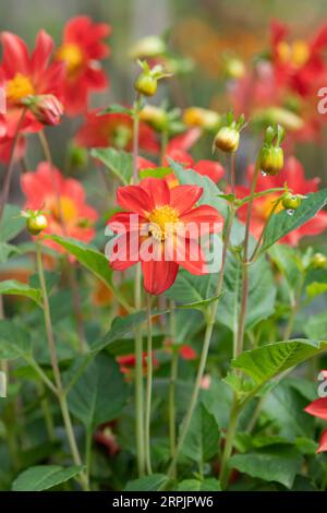 Dahlia à fleurs uniques couleur pêche dans un jardin anglais. ROYAUME-UNI Banque D'Images