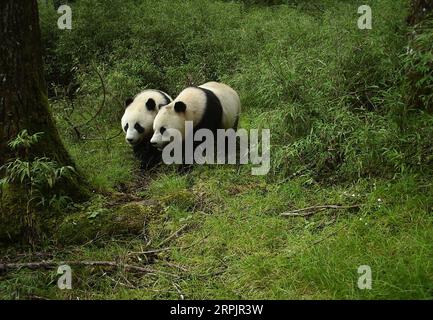 191218 -- PÉKIN, 18 décembre 2019 -- l'image capturée par une caméra infrarouge le 24 juillet 2019 montre une paire de jumeaux panda géants subadultes dans la réserve naturelle nationale de Wolong, dans la province du Sichuan du sud-ouest de la Chine. Les images et les clips vidéo, captés par une caméra infrarouge en juillet pour la première fois, montrent deux pandas sauvages, âgés d’environ 2 ans et de la même taille, jouant sous un arbre à une altitude de 3 100 mètres près d’une forêt de bambous sur le mont Niutou. Les pandas subadultes désignent les pandas géants âgés de 2 à 5 ans. PHOTOS DU JOUR xinhua PUBLICATIONxNOTxINxCHN Banque D'Images