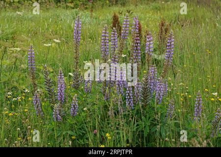 Vue naturelle du paysage coloré sur une agrégation de lupins à grandes feuilles à floraison bleue, Lupinus polyphyllus Banque D'Images