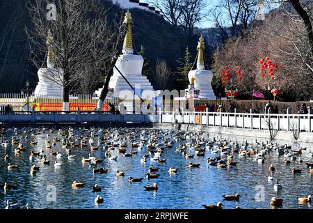 191221 -- LHASSA, 21 décembre 2019 -- les touristes observent les oiseaux migrateurs dans le parc Longwangtan à Lhassa, dans la région autonome du Tibet du sud-ouest de la Chine, 20 décembre 2019. De nombreux oiseaux migrateurs, comme les oies à tête de barre et les goélands à tête noire, sont arrivés ici pour échapper au froid. CHINE-TIBET-LHASSA-OISEAUX CN ZhangxRufeng PUBLICATIONxNOTxINxCHN Banque D'Images