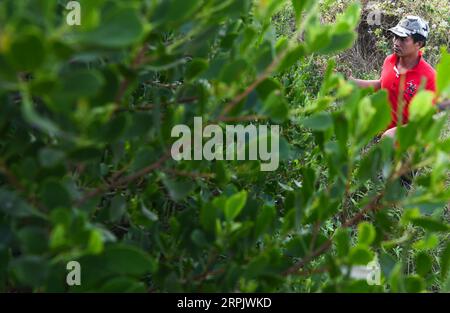 191221 -- HAIKOU, 21 décembre 2019 -- Lyu Shiyang, garde forestier de la réserve naturelle provinciale de Qinglangang, inspecte les mangroves de la réserve dans la province de Hainan du sud de la Chine, 17 décembre 2019. Hainan, riche en ressources de mangrove, compte aujourd'hui environ 5 727 hectares de forêts de mangrove, dont la plupart sont réparties dans une variété de zones protégées - réserves naturelles et parcs de zones humides. Chen Zhengping, Feng Erhui, Luo Lixiang et Lyu Shiyang sont tous des mangroves de base qui protègent et gèrent le personnel dans différentes réserves de mangroves de la province de Hainan, assumant des responsabilités telles que les patrouilles, le monitori Banque D'Images