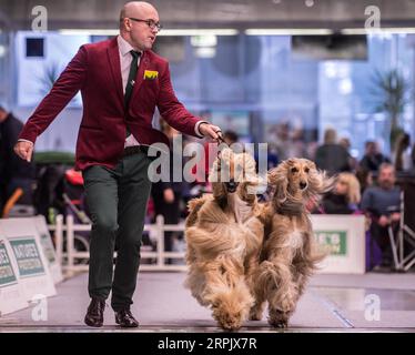 191221 -- VILNIUS, le 21 décembre 2019 Xinhua -- deux chiens chiens chiens afghans sont vus lors d'une exposition canine internationale à Vilnius, Lituanie, le 21 décembre 2019. Environ 2 000 chiens de pays européens et autres ont été présentés dans l'événement qui a duré du 20 au 22 décembre. Photo Alfredas Pliadis/Xinhua LITHUANIA-VILNIUS-DOG SHOW PUBLICATIONxNOTxINxCHN Banque D'Images