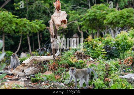 191222 -- ACEH, 22 décembre 2019 -- une photo prise le 21 décembre 2019 montre des macaques à longue queue trouvant de la nourriture près d'une zone résidentielle du village de Neuheun dans la région d'Aceh Besar, à Aceh, en Indonésie. INDONÉSIE-ACEH-MACAQUES À QUEUE LONGUE AGUNGXKUNCAHYAXB. PUBLICATIONxNOTxINxCHN Banque D'Images