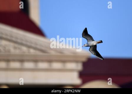 191226 -- TIANJIN, le 26 décembre 2019 -- Une mouette à tête noire survole la rivière Haihe dans le nord de la Chine, Tianjin, le 26 décembre 2019. CHINA-TIANJIN-HAIHE RIVER-GOÉLANDS CN LIXRAN PUBLICATIONXNOTXINXCHN Banque D'Images