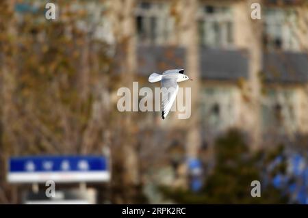 191226 -- TIANJIN, le 26 décembre 2019 -- Une mouette à tête noire survole la rivière Haihe dans le nord de la Chine, Tianjin, le 26 décembre 2019. CHINA-TIANJIN-HAIHE RIVER-GOÉLANDS CN LIXRAN PUBLICATIONXNOTXINXCHN Banque D'Images