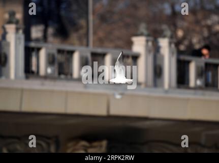 191226 -- TIANJIN, le 26 décembre 2019 -- Une mouette à tête noire survole la rivière Haihe dans le nord de la Chine, Tianjin, le 26 décembre 2019. CHINA-TIANJIN-HAIHE RIVER-GOÉLANDS CN LIXRAN PUBLICATIONXNOTXINXCHN Banque D'Images