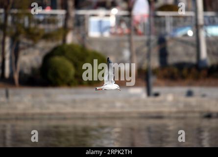 191226 -- TIANJIN, le 26 décembre 2019 -- Une mouette à tête noire survole la rivière Haihe dans le nord de la Chine, Tianjin, le 26 décembre 2019. CHINA-TIANJIN-HAIHE RIVER-GOÉLANDS CN LIXRAN PUBLICATIONXNOTXINXCHN Banque D'Images