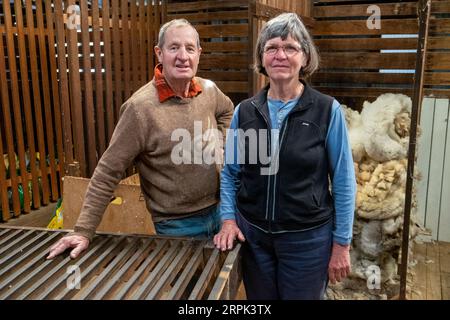 Roger et Beth White, dans l'étable à laine sur leur propriété à Ben Lomond. Les blancs des Northern Tablelands de Nouvelle-Galles du Sud sont des brouteurs qui soutiennent les stratégies de secours contre la sécheresse Banque D'Images