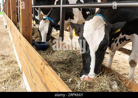 Vaches laitières en bonne santé se nourrissant de fourrage debout dans la rangée d'écuries dans l'étable d'élevage bovin. Concept d'entreprise agricole et de prendre soin du bétail Banque D'Images