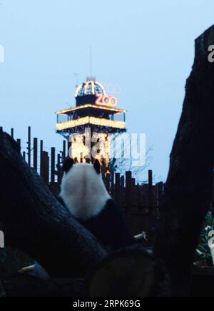 191231 -- COPENHAGUE, le 31 décembre 2019 -- le panda géant Xing er repose sur un tronc d'arbre au zoo de Copenhague, Danemark, le 29 décembre 2019. Le couple chinois de panda géant Xing er et Mao er est arrivé au zoo de Copenhague le 4 avril 2019 dans le cadre d'un projet de coopération internationale de recherche sino-danoise sur le panda de 15 ans. DANEMARK-COPENHAGUE-CHINE-PANDAS GÉANTS LinxJing PUBLICATIONxNOTxINxCHN Banque D'Images