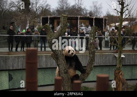 191231 -- COPENHAGUE, le 31 décembre 2019 -- le panda géant Mao er repose sur un tronc d'arbre au zoo de Copenhague à Copenhague, Danemark, le 29 décembre 2019. Le couple chinois de panda géant Xing er et Mao er est arrivé au zoo de Copenhague le 4 avril 2019 dans le cadre d'un projet de coopération internationale de recherche sino-danoise sur le panda de 15 ans. DANEMARK-COPENHAGUE-CHINE-PANDAS GÉANTS LinxJing PUBLICATIONxNOTxINxCHN Banque D'Images