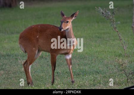 Jeune femelle Bushbuck Antelope, Tragelaphus scriptus, Bovidae, OL Pejeta Conservancy, Kenya, Afrique Banque D'Images