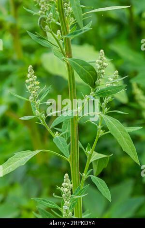 Chenopodium album, plante comestible, les noms communs incluent quartiers d'agneau, melde, goosefot, goosefot blanc, épinards sauvages, bathua et grosse poule. Banque D'Images