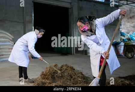 200109 -- Aba, le 9 janvier 2020 -- des membres du personnel préparent du fourrage pour les yaks dans une ferme de yak dans le canton de Xinqiao à Aba Tibet et dans la préfecture autonome de Qiang, dans la province du Sichuan du sud-ouest de la Chine, le 9 janvier 2020. Le canton de Xinqiao a développé ces dernières années de nouvelles méthodes normalisées de reproduction du yak, qui impliquaient à la fois l'élevage en liberté et en captivité, et la collaboration entre agriculteurs et entreprises. Le bénéfice net moyen par animal peut atteindre 800 yuans environ 115 dollars américains. CHINE-SICHUAN-ABA-YAK ÉLEVAGE CN LIXMENGXIN PUBLICATIONXNOTXINXCHN Banque D'Images