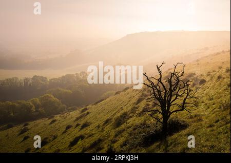 Brumeux bruyant humide fin de matinée d'été descendant Ditchling Beacon sur les duvets sud dans l'est du Sussex sud-est de l'Angleterre Royaume-Uni Banque D'Images